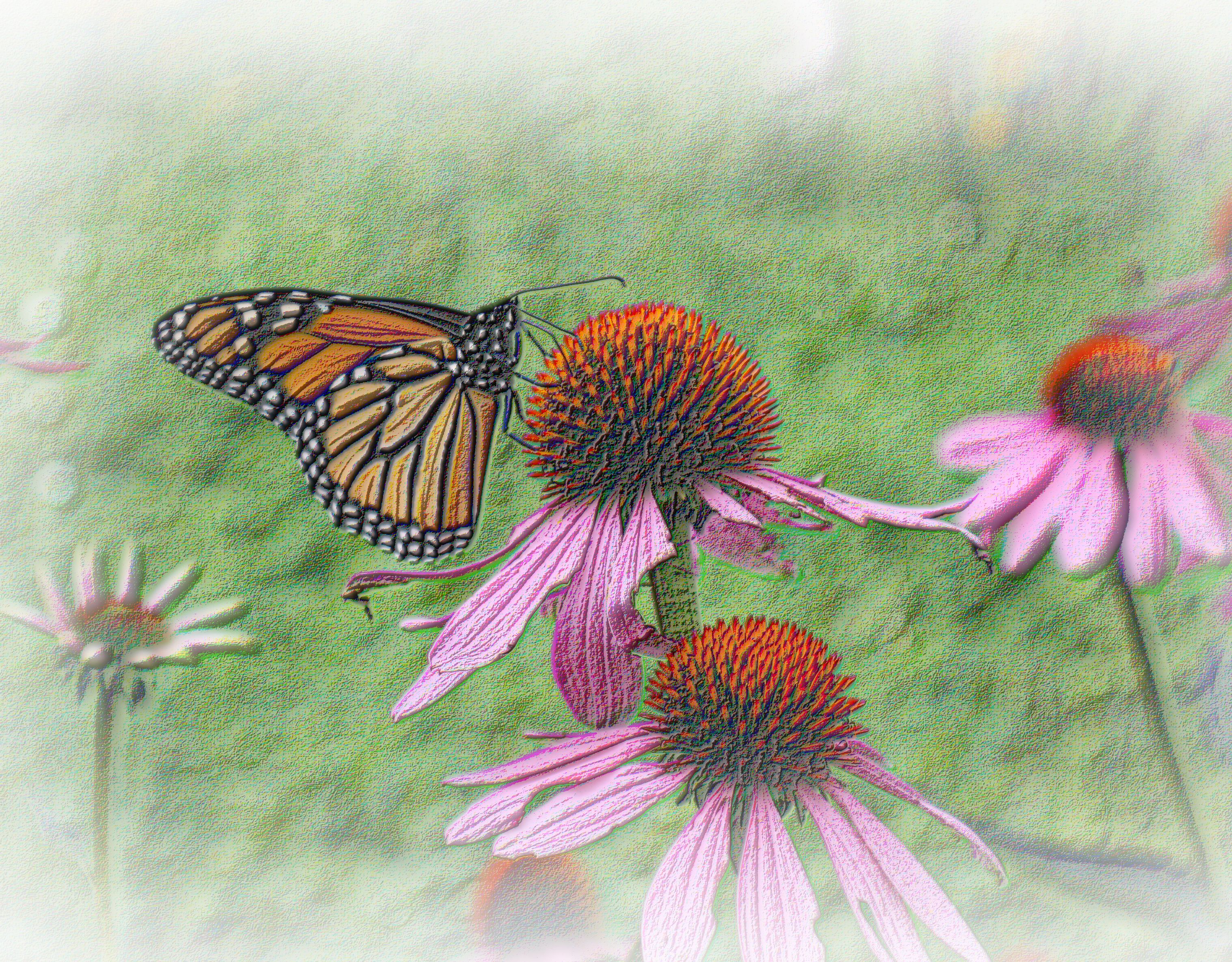 Echinacea and Monarch Impressions